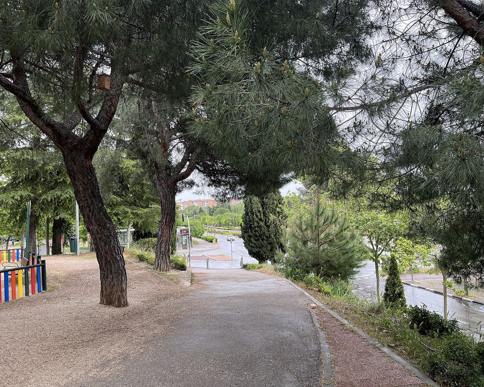 Camino entre pinos del parque Arriaga